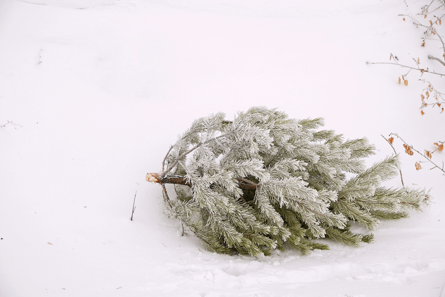 Weihnachtsbaum entsorgen